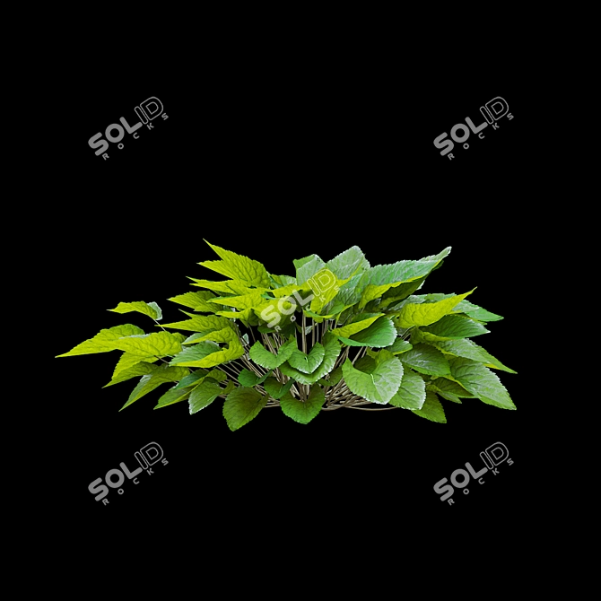 Fragrant Viola Bushes Bundle 3D model image 8
