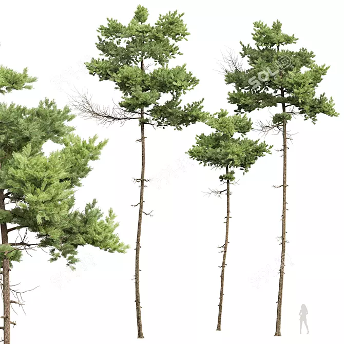 Detailed Pinus Echinata Tree Model 3D model image 1