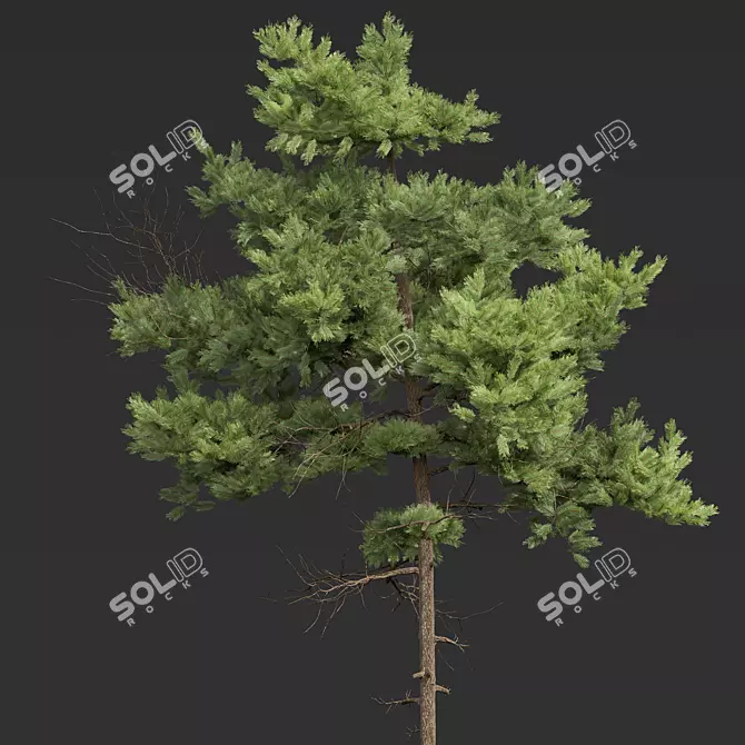 Detailed Pinus Echinata Tree Model 3D model image 2