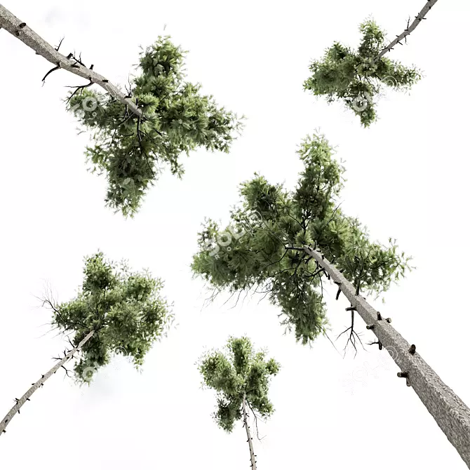 Detailed Pinus Echinata Tree Model 3D model image 3