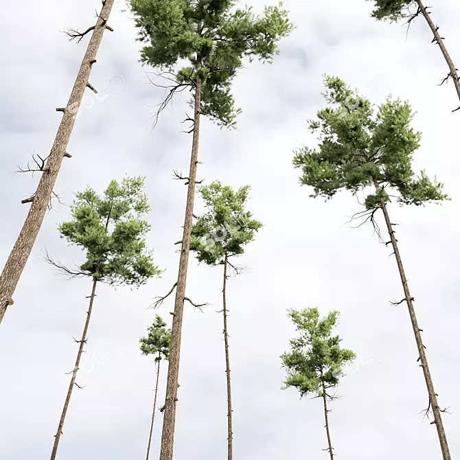 Detailed Pinus Echinata Tree Model 3D model image 4