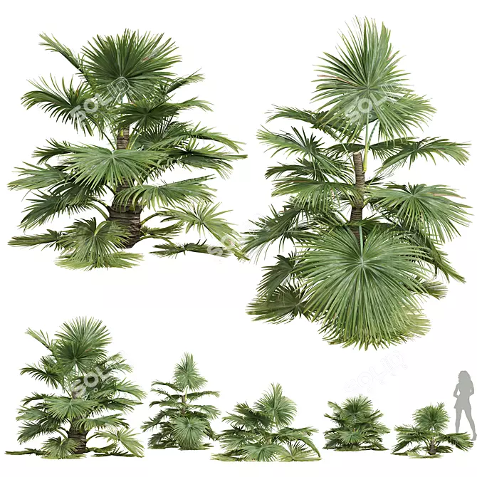 Exotic Saribus Rotundifolius 3D Models 3D model image 1