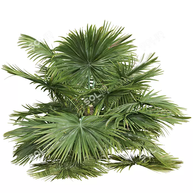 Exotic Saribus Rotundifolius 3D Models 3D model image 2