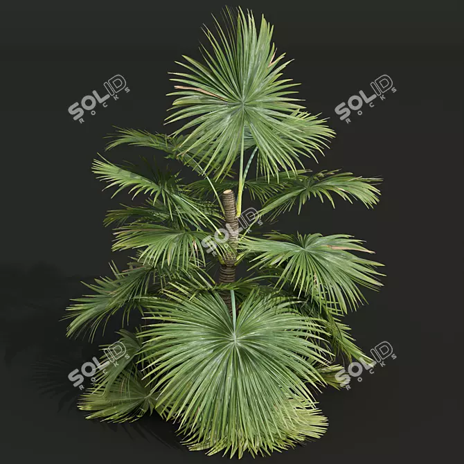 Exotic Saribus Rotundifolius 3D Models 3D model image 3