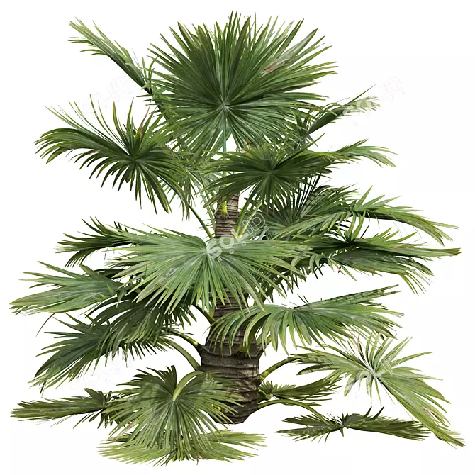 Exotic Saribus Rotundifolius 3D Models 3D model image 4