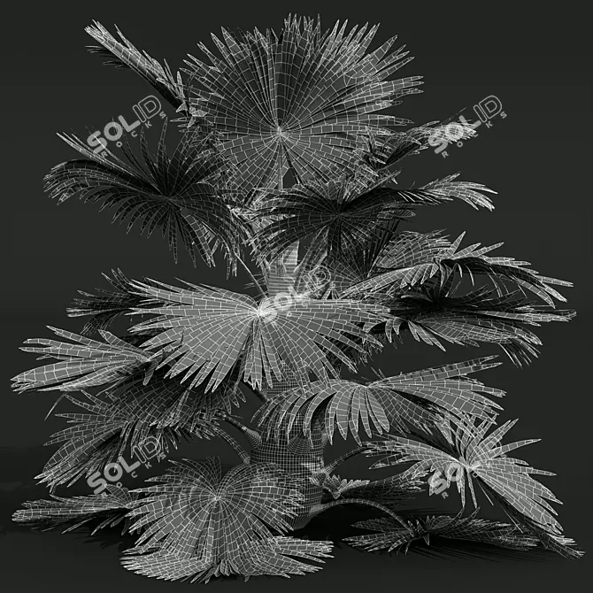 Exotic Saribus Rotundifolius 3D Models 3D model image 5