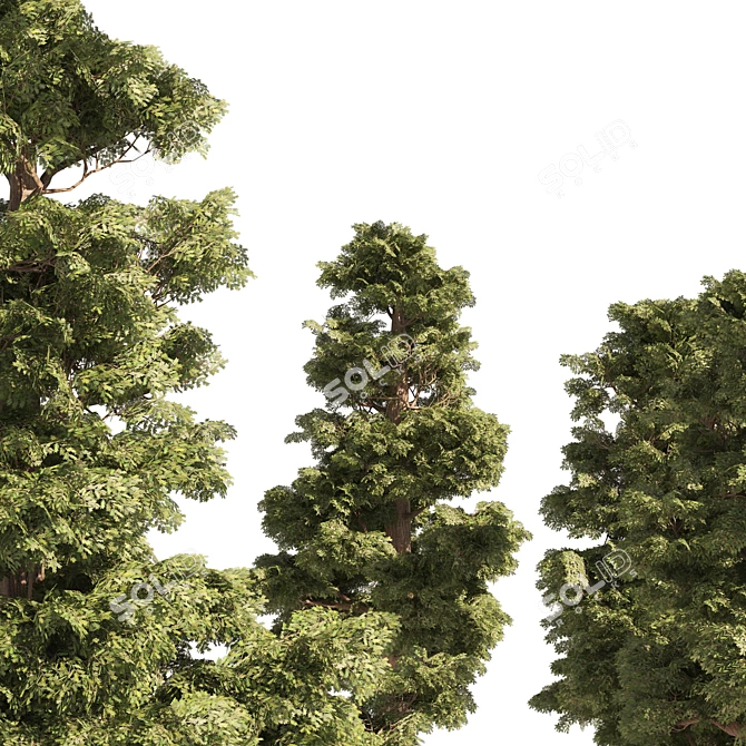 Mini Redwoods Cluster 3D Model 3D model image 3