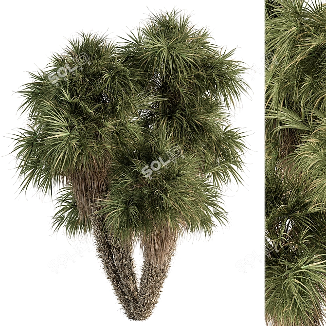 Tropical Palm Tree Ornament Set 3D model image 2