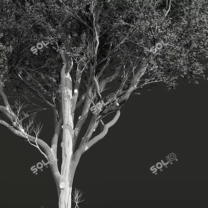 Detailed Fagus Grandifolia 3D Model 3D model image 4