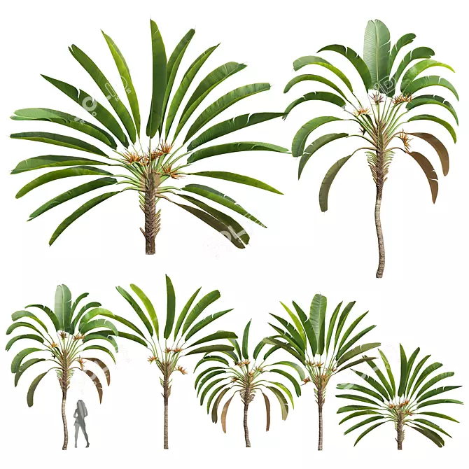 Strelitzia Nicolai Medium 3D Models 3D model image 1