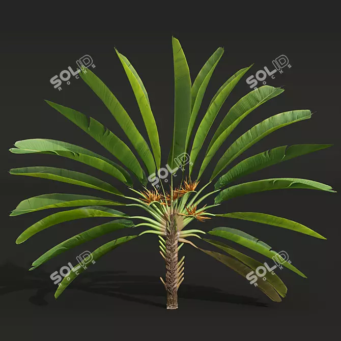 Strelitzia Nicolai Medium 3D Models 3D model image 2