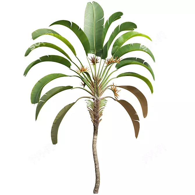 Strelitzia Nicolai Medium 3D Models 3D model image 3