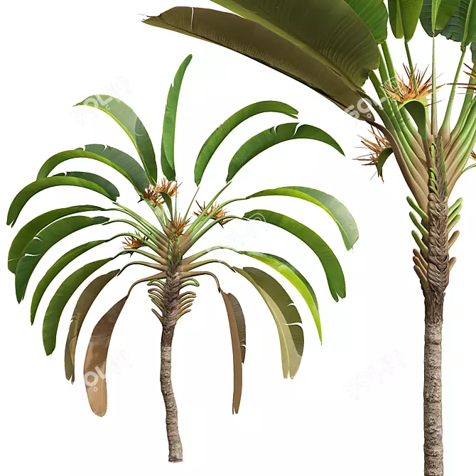 Strelitzia Nicolai Medium 3D Models 3D model image 4