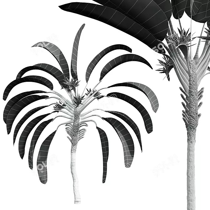 Strelitzia Nicolai Medium 3D Models 3D model image 5