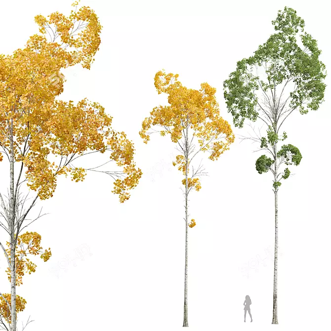 Trembling Aspen Tree Models 3D model image 1