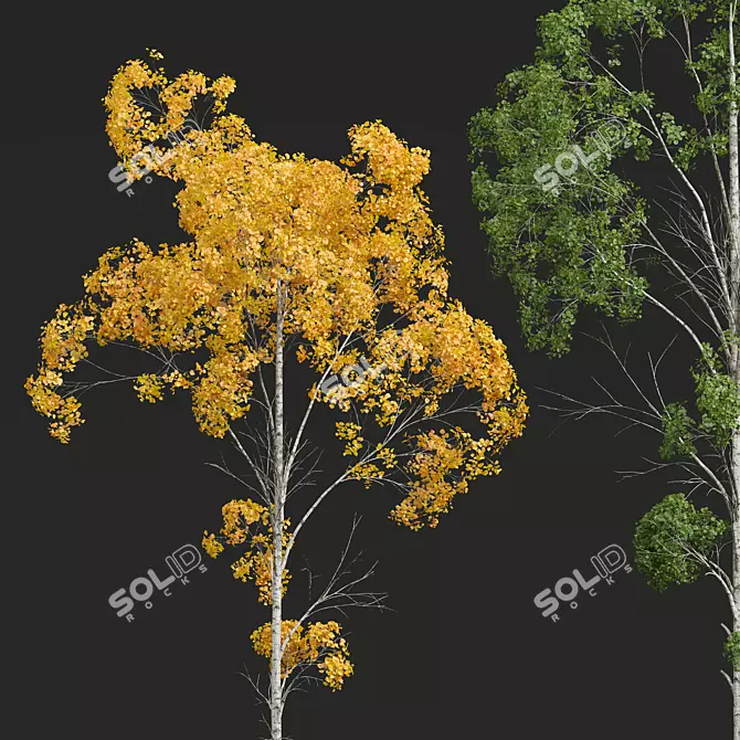 Trembling Aspen Tree Models 3D model image 2
