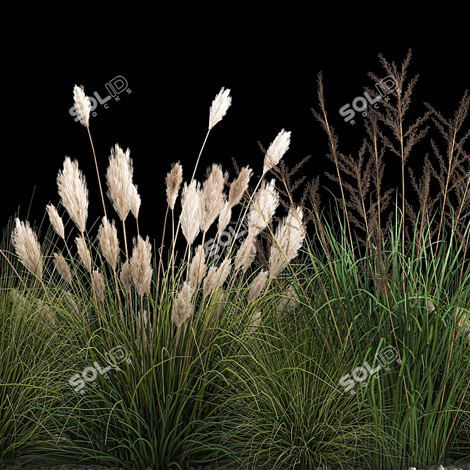 Assorted Ornamental Grass Collection 3D model image 3