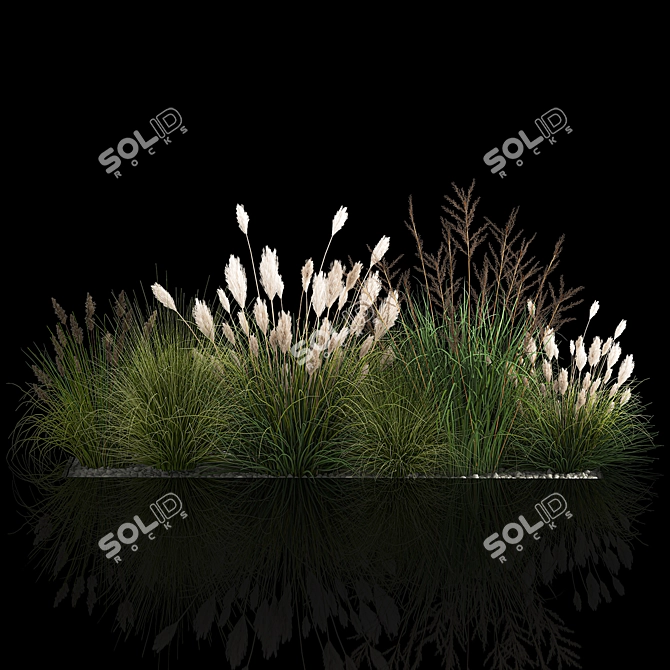 Assorted Ornamental Grass Collection 3D model image 4