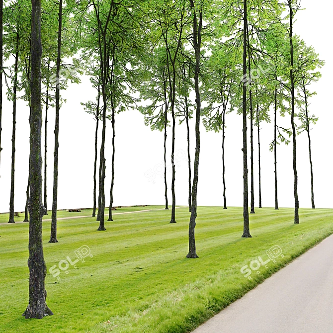 Tall Forest Trees Set 03 3D model image 3