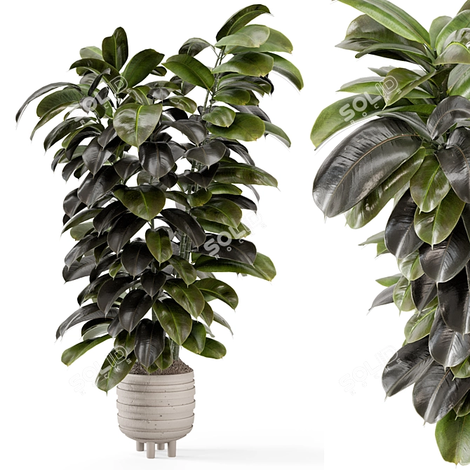 Modern Indoor Plants in Concrete 3D model image 1