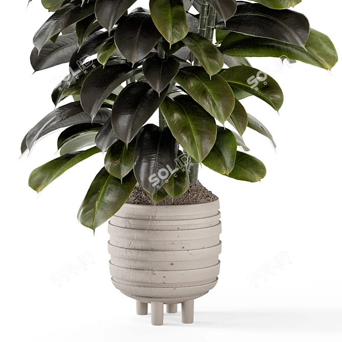 Modern Indoor Plants in Concrete 3D model image 5