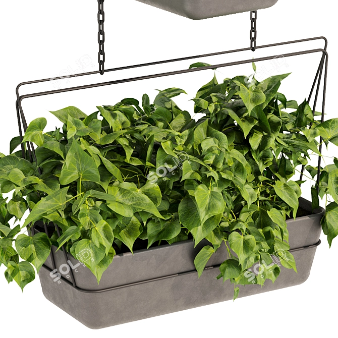Premium Pothos Hanging Plant 3D model image 4