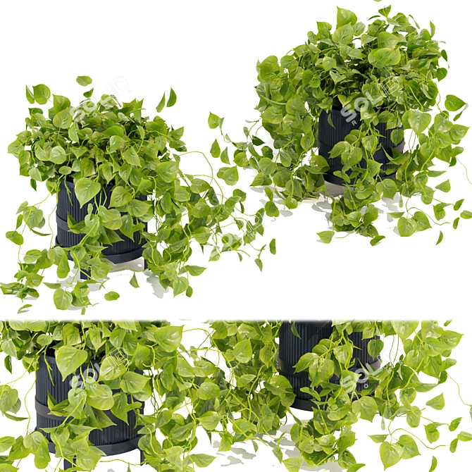 Quality Hanging Pothos Plant Décor 3D model image 1