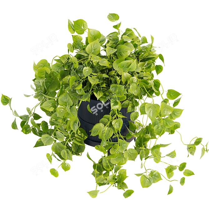 Quality Hanging Pothos Plant Décor 3D model image 2