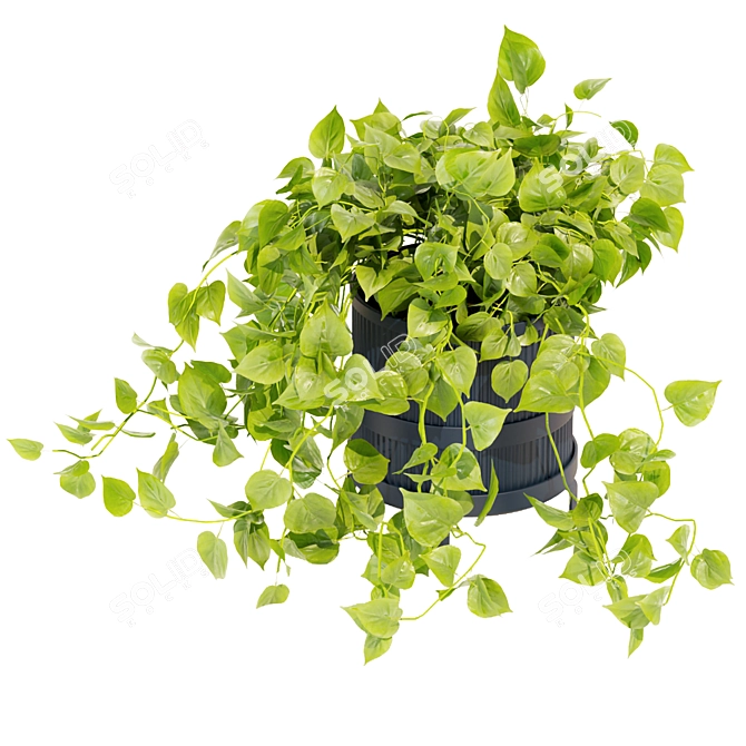 Quality Hanging Pothos Plant Décor 3D model image 3