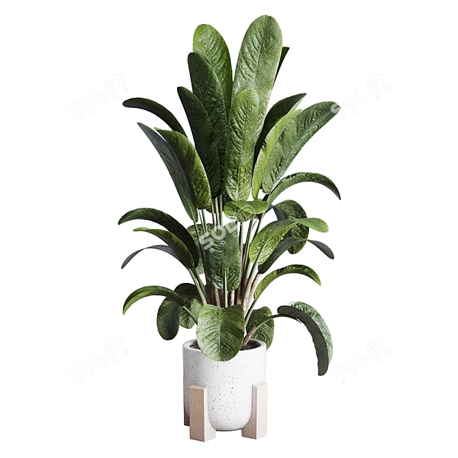 Ficus Plant in Pottery Vase 3D model image 1