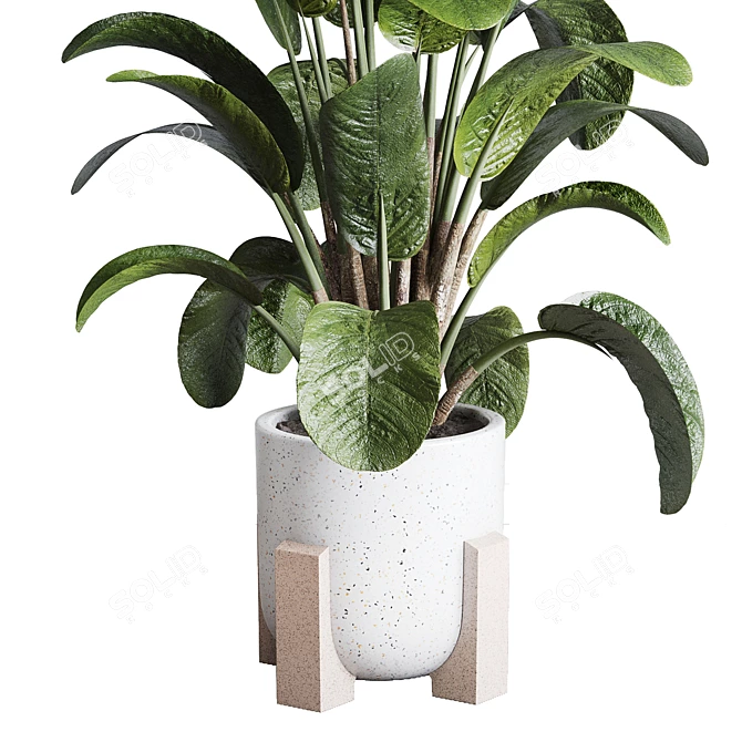 Ficus Plant in Pottery Vase 3D model image 2