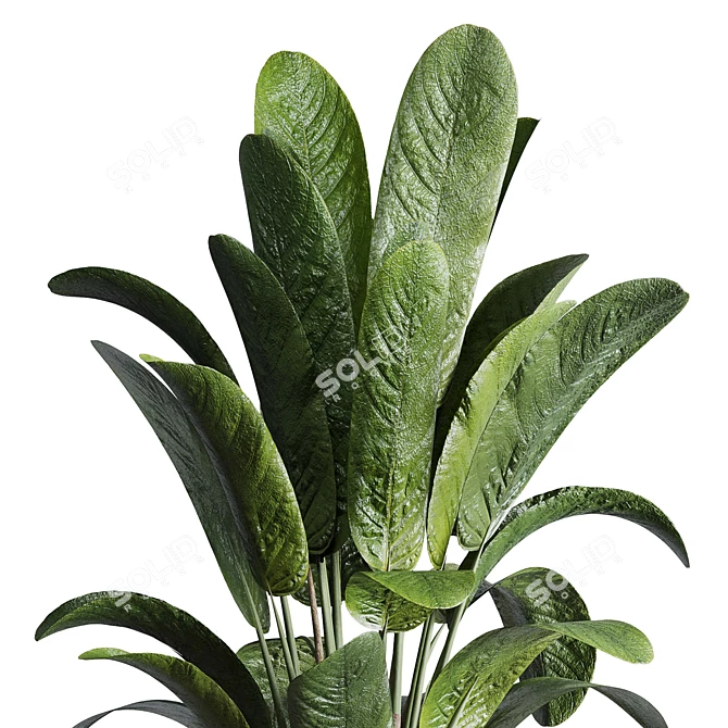 Ficus Plant in Pottery Vase 3D model image 3