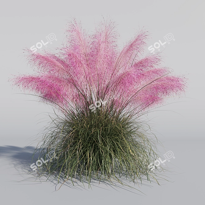 Pink Muhly Grass 3D Model 3D model image 4