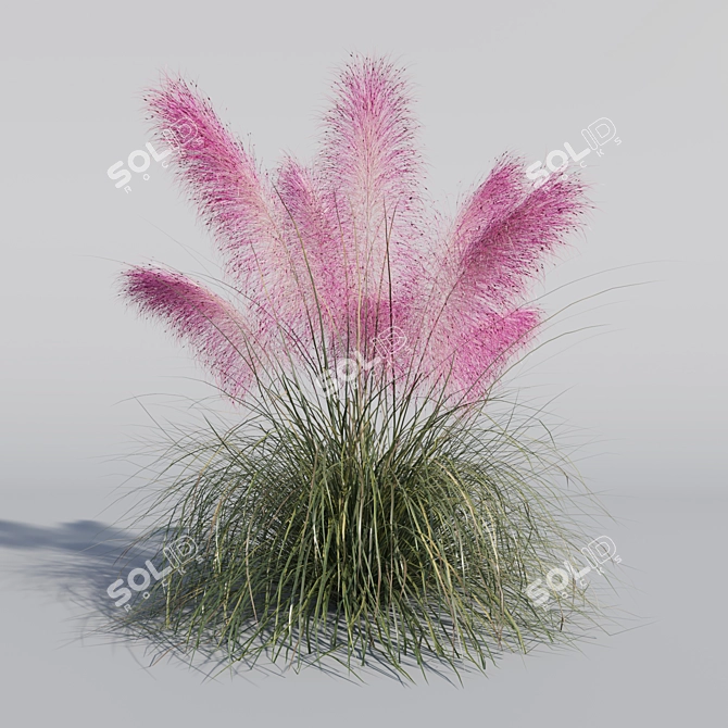 Pink Muhly Grass 3D Model 3D model image 5