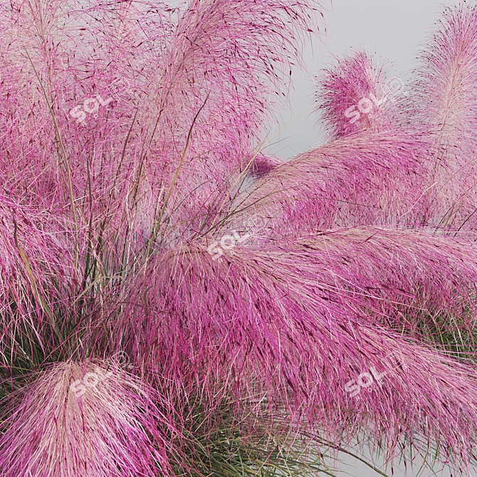 Pink Muhly Grass 3D Model 3D model image 6