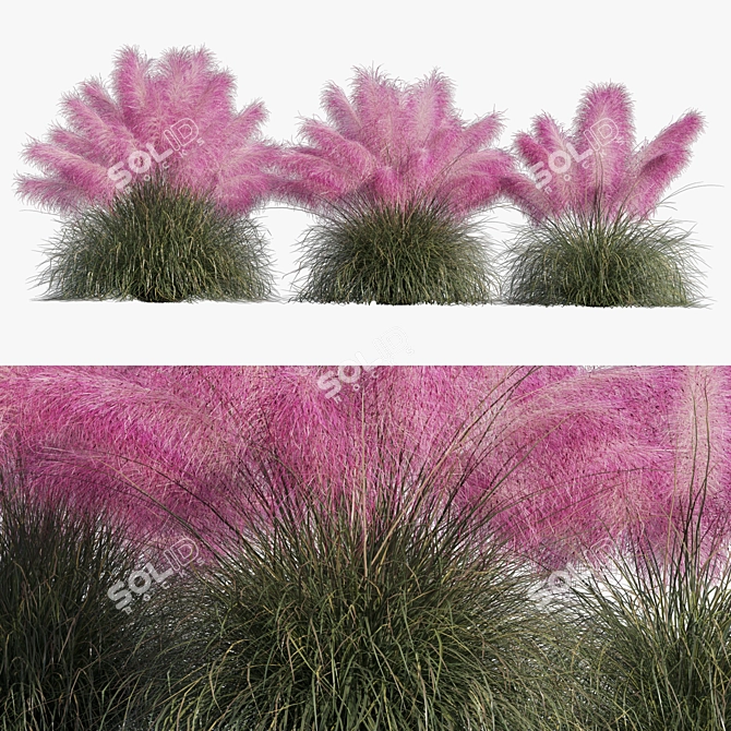 Pink Muhly Grass 3D Model 3D model image 8