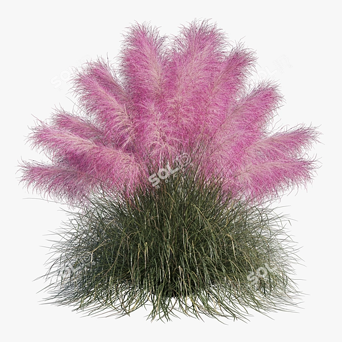 Pink Muhly Grass 3D Model 3D model image 9