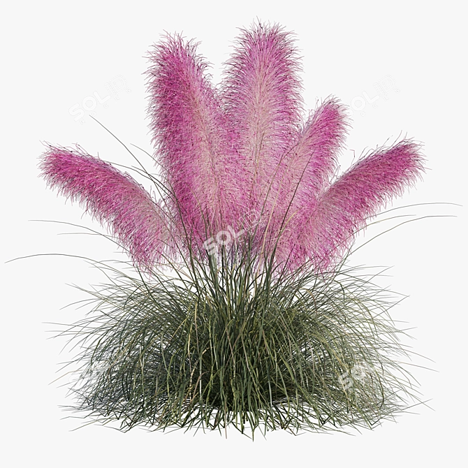 Pink Muhly Grass 3D Model 3D model image 11