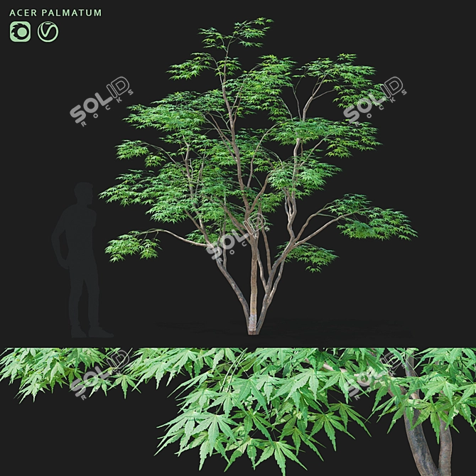 Japanese Maple Tree 3D Model 3D model image 1
