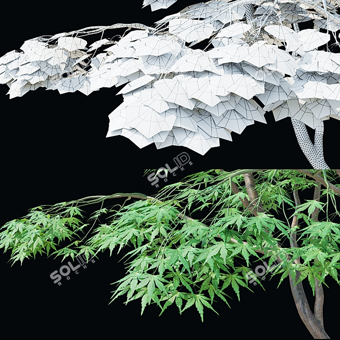 Japanese Maple Tree 3D Model 3D model image 2