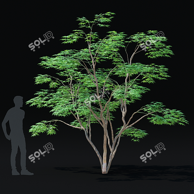 Japanese Maple Tree 3D Model 3D model image 3