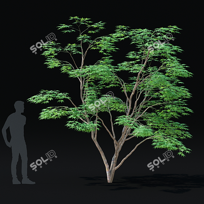 Japanese Maple Tree 3D Model 3D model image 4