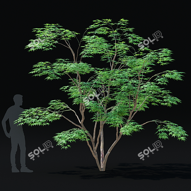 Japanese Maple Tree 3D Model 3D model image 5