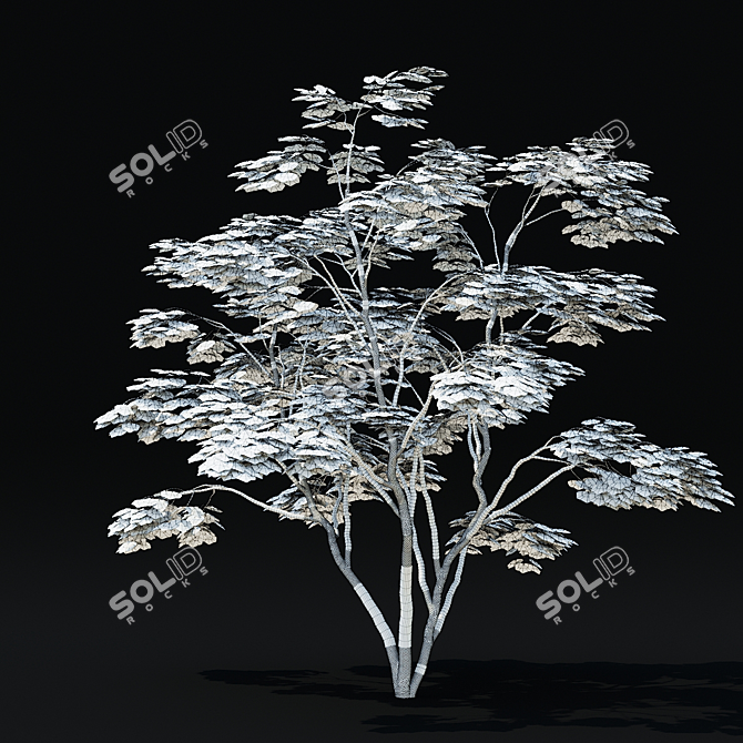Japanese Maple Tree 3D Model 3D model image 6