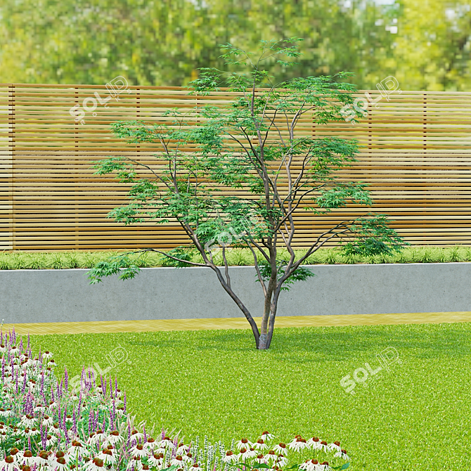 Japanese Maple Tree 3D Model 3D model image 7