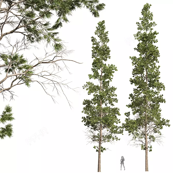 Atlantic White Cedar 3D Models 3D model image 1