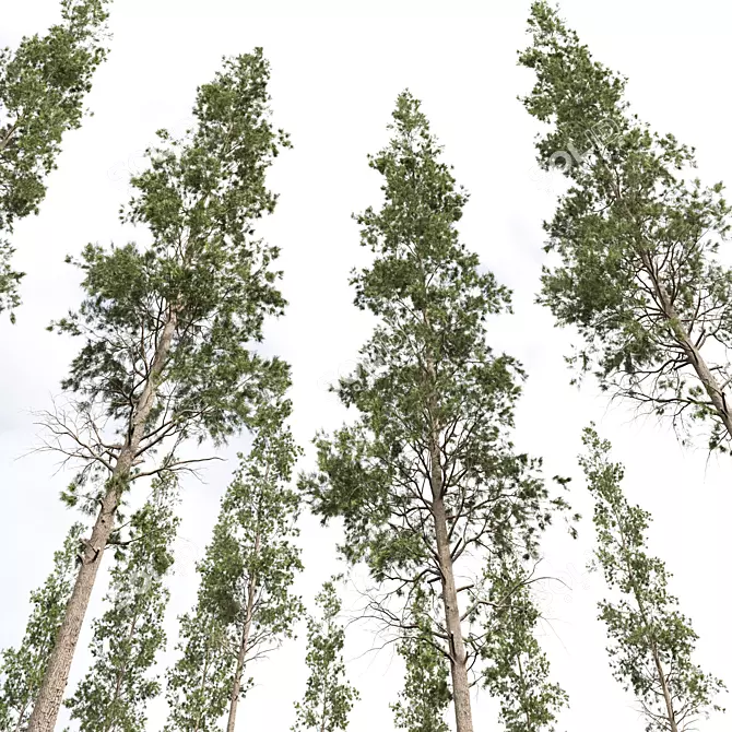 Atlantic White Cedar 3D Models 3D model image 3