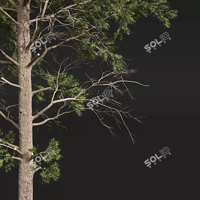 Atlantic White Cedar 3D Models 3D model image 4