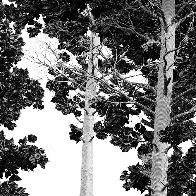 Atlantic White Cedar 3D Models 3D model image 5