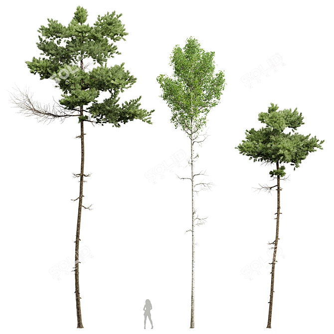 Forest Tree 3D Models Set 3D model image 1